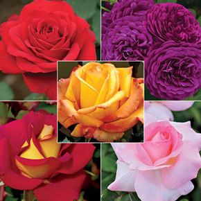 Rose Bouquet Collection