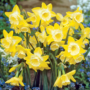 Hillstar Daffodil
