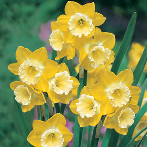 Intrigue Daffodil