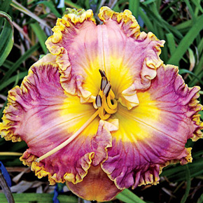 Collage Daylily