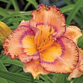 Daringly Different Daylily