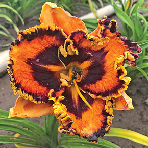 Incandescent Daylily