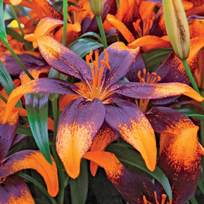 Orange Art Lily
