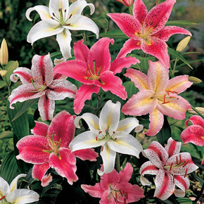 Oriental Hybrid Lily Mixture