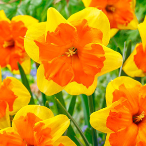 Congress Daffodil