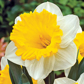 Las Vegas Daffodil