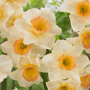 Daffodil Yazz