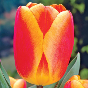 Apeldoorn Elite Perennial Tulip