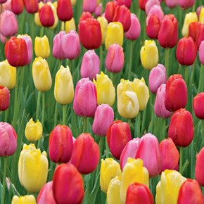 Dutch Miracle Tulips