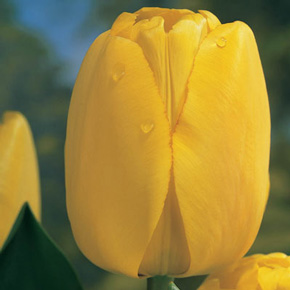 Golden Parade Perennial Tulip