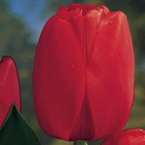 Red Parade Perennial Tulip