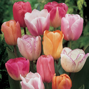 Pastel Tulip Mixture