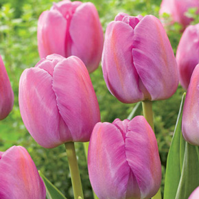 Purple Pride Tulip