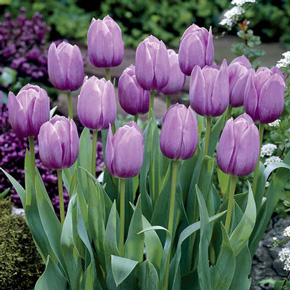 Violet Beauty Tulip
