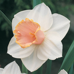 Salomé Daffodil