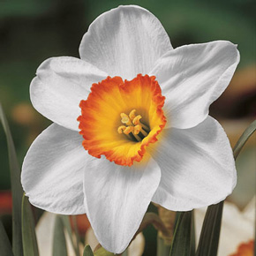 Flower Record Daffodil