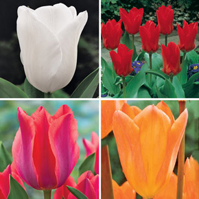 Emperor Tulip Collection
