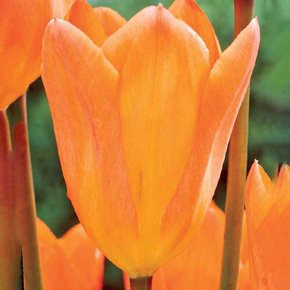 Emperor Tulip Collection