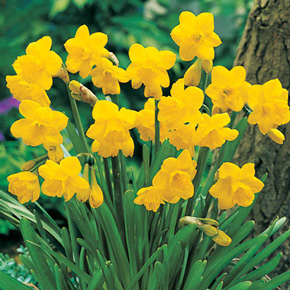 Daffodil Bonanza Collection