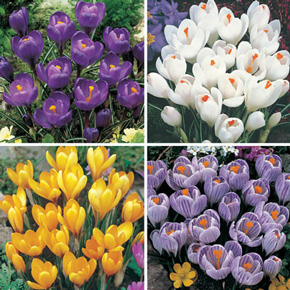 Giant Crocus Collection