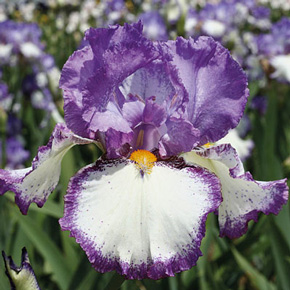 Reblooming German Iris Collection