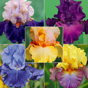 Fragrant German Iris Collection