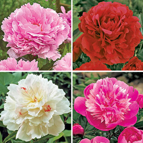 Fragrant Double Peony Collection