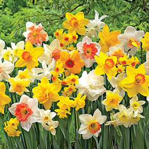 Daffodil Mixture