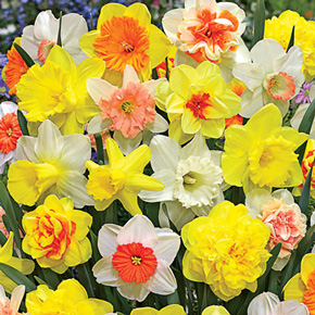 Deluxe Daffodil Mixture