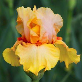 Early to Rise Iris