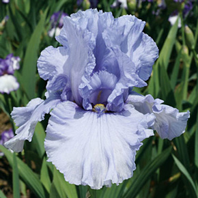 Sea of Love Iris