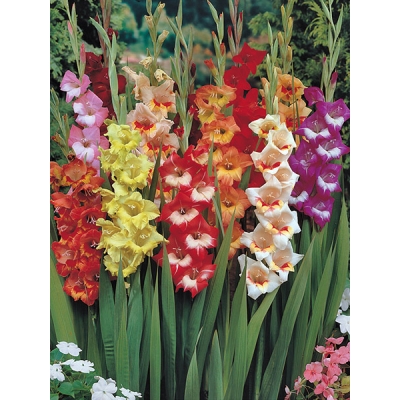 Butterfly Gladiolus Mixture