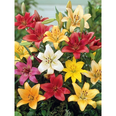 Asiatic Hybrid Lily Mixture