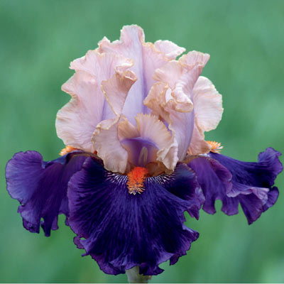 Petalpalooza Iris