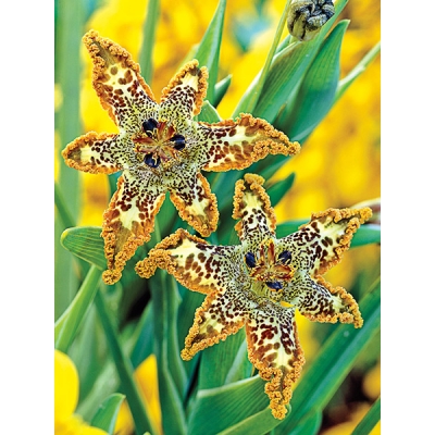 Starfish  Iris