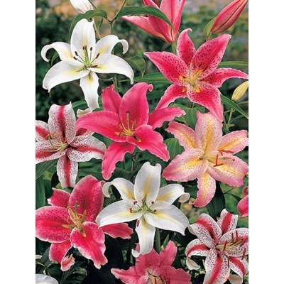 Oriental Lily Mixture