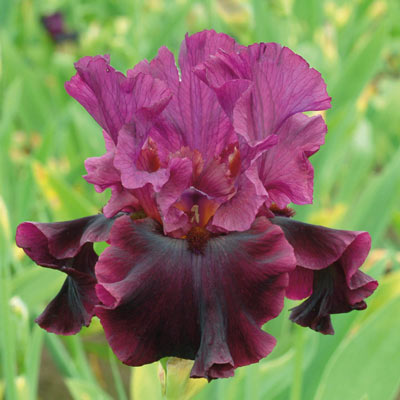 Silken Trim Iris