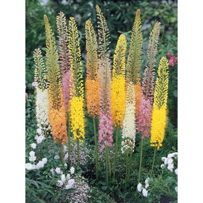 Foxtail Lily Mixture