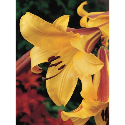 Golden Splendor Jumbo Trumpet Lily
