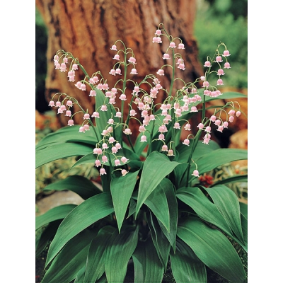 Pink Lily-of-the-Valley