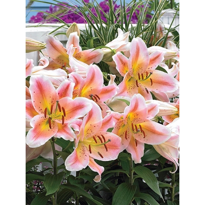 Salmon Party Lily
