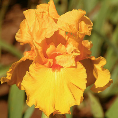 Tumalo Sunset Iris
