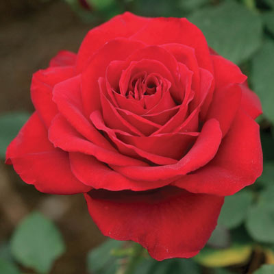 Olympiad Bouquet Rose