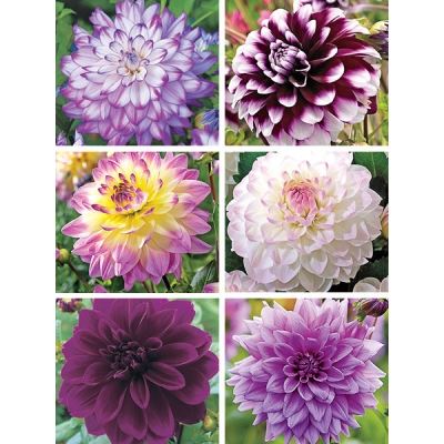 Purple Majesty Dahlia Collection