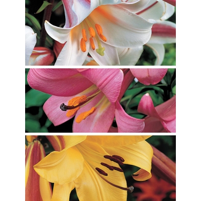 Jumbo Trumpet Lily Collection