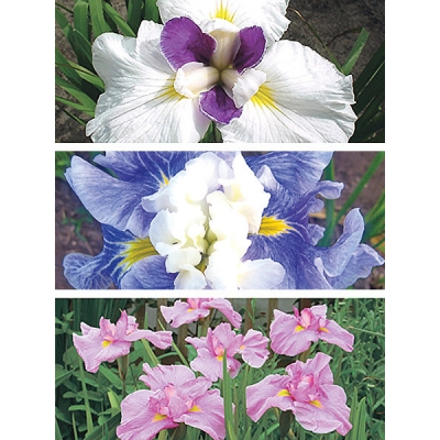 Japanese Iris Collection