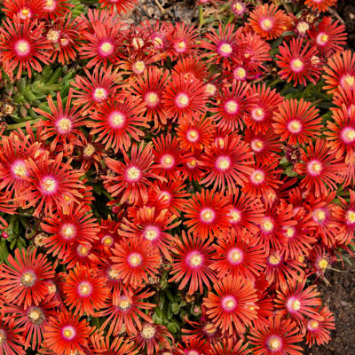 Red Mountain Ice Plant