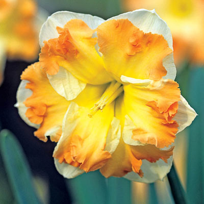 Cum Laude Daffodil