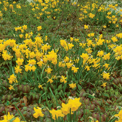 Quail Daffodils Estate