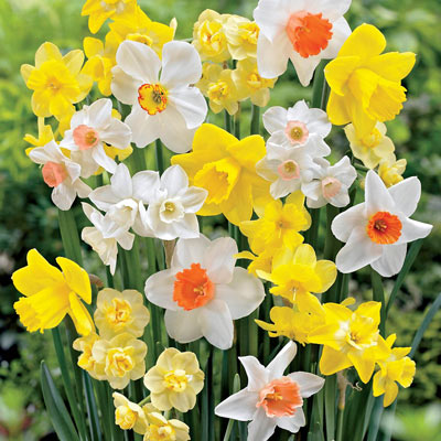 Special Fragrant Daffodil Mix